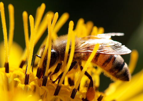 Pollen (via <a href="http://www.flickr.com/photos/kapkap/972718777/">_PaulS_</a>)